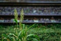 The grass on the edge of the railway tracks and showing the sun in the evening Royalty Free Stock Photo