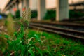 The grass on the edge of the railway tracks and showing the sun in the evening Royalty Free Stock Photo