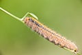 Grass Eggar Caterpillar Royalty Free Stock Photo