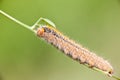 Grass Eggar Caterpillar Royalty Free Stock Photo