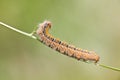 Grass Eggar Caterpillar Royalty Free Stock Photo