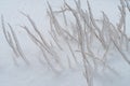 Grass encapsulated in ice