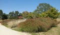 Grass `Eragrostis spectabilis` and `Miscanthus` in a park Royalty Free Stock Photo