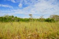 Grassland in everglades national park Royalty Free Stock Photo