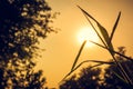 The grass is exposed to the light of the sun