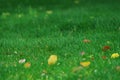 grass and fallen leaves