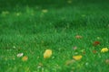 grass and fallen leaves Royalty Free Stock Photo