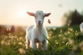 Rural landscape farming goat cute grass animals domestic sun sunset green Royalty Free Stock Photo
