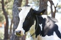 Grass fed cow with a happy face Royalty Free Stock Photo