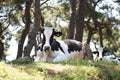 Grass fed cow with a happy face Royalty Free Stock Photo