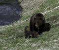 Grass fed grizzlies Royalty Free Stock Photo