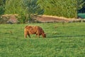 Grass fed Highland cow on farm pasture, grazing and raised for dairy, meat or beef industry. Full length of hairy cattle