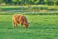 Grass fed Highland cow grazing on green farm pasture and raised for dairy, meat or beef industry. Full length of a hairy