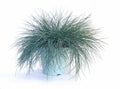 Grass Festuca glauca in pot