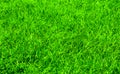 Grass field Royalty Free Stock Photo