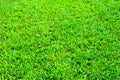 Grass field background