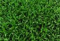 Grass field background