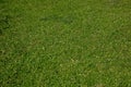 Grass field background texture. Shamrock clover, green wild empty lawn close up view