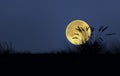 Grass field and beautiful super moon in the winter