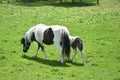 Black and White Miniature Mare with Her Foal in a Field Royalty Free Stock Photo