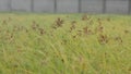 Grass field Close up in wind