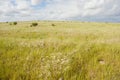 Grass field with clouds overhead