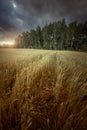 Grass field at cloudy autumn evening