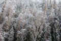 The grass in the field is covered with frost. the first frost in the fall. autumn natural background