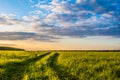 Grass field and dramatic sky at sunset Royalty Free Stock Photo