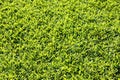 Grass field floor texture