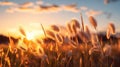 Grass field flower on sunset sky in golden hour