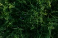 Grass field flowers background dark green. Tropical thickets. Mysterious world of flora. The secret forest. Abstraction floral Royalty Free Stock Photo