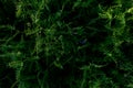 Grass field flowers background dark green. Tropical thickets. Mysterious world of flora. The secret forest. Abstraction floral Royalty Free Stock Photo