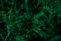 Grass field flowers background dark green. Tropical thickets. Mysterious world of flora. The secret forest. Abstraction floral