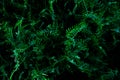 Grass field flowers background dark green. Tropical thickets. Mysterious world of flora. The secret forest. Abstraction floral Royalty Free Stock Photo