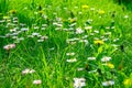 Grass field full of herbs and wild flowers Royalty Free Stock Photo