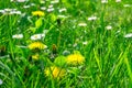 Grass field full of herbs and wild flowers Royalty Free Stock Photo