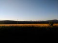 A Grass field in the Goldenhour