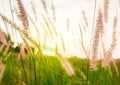 grass field and grass flowers in the morning with light sunrise Royalty Free Stock Photo
