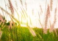 grass field and grass flowers in the morning with light sunrise