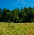 Grass field, green forest landscape square background