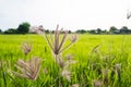 Grass field with green rice fields background inThailand Royalty Free Stock Photo