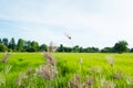 Grass field with green rice fields background inThailand