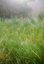 The Green Grass and the Banana Trees in the Field