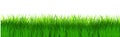 Grass field isolated vector. Green dense juicy lawn grass. Spring Summer. Isolated. Grassland landscape. Meadow. Horizontal Herbs