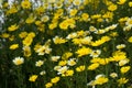 Grass field with nice yellow flowers