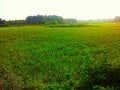 Grass field of odisha in rourkela
