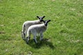 Grass Field with a Pair of Lambs with Black and White Face Royalty Free Stock Photo