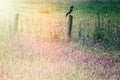 Grass field with raven sitting on an old wooden fence