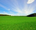 Grass field and sky Royalty Free Stock Photo
